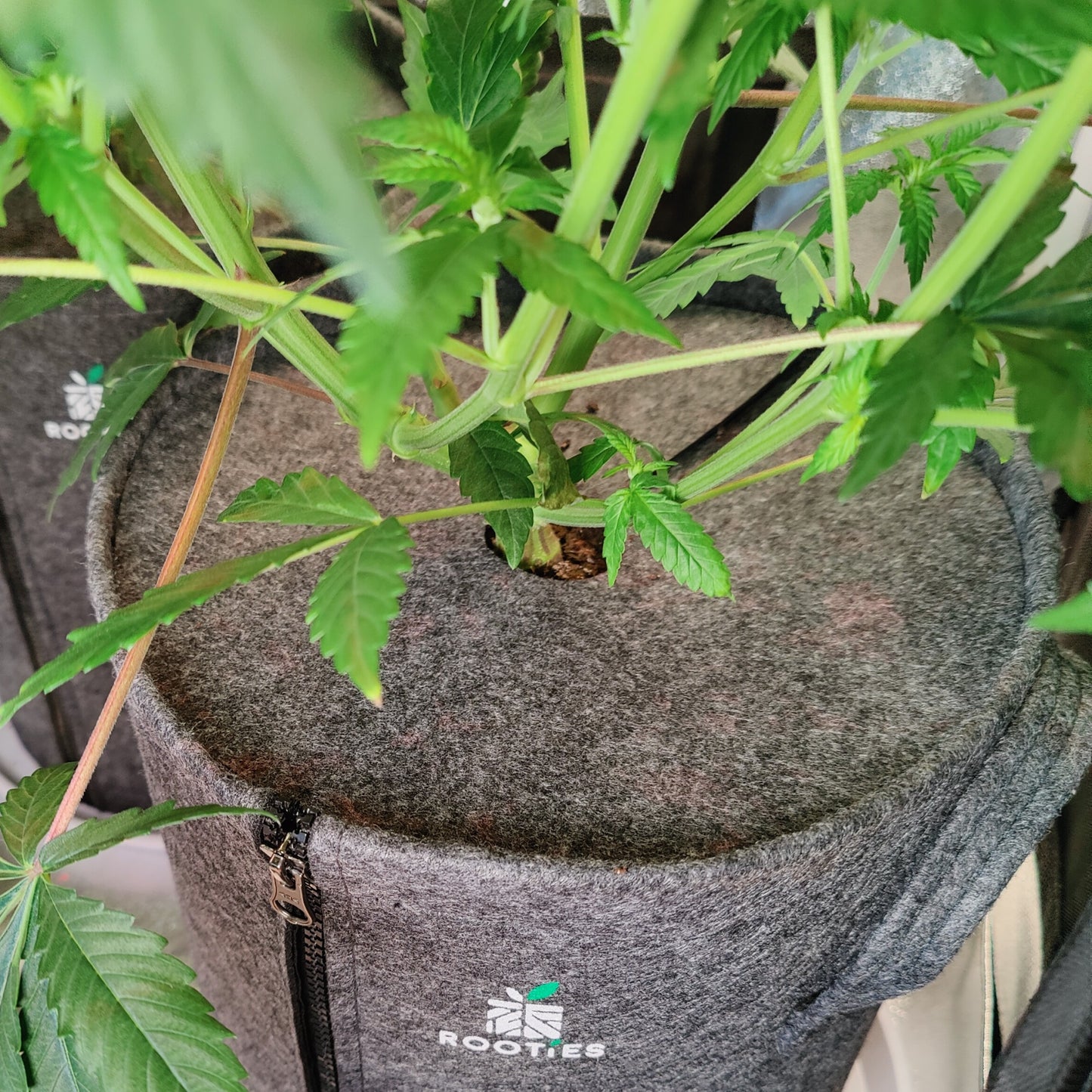 Topfabdeckung Living Soil 15l / 25cm