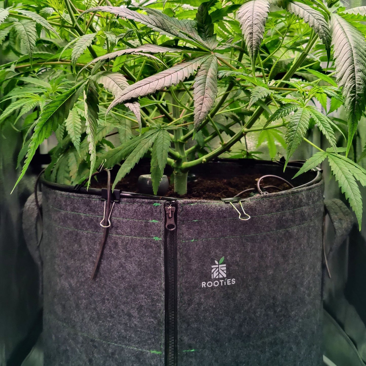 55l Living Soil Topf