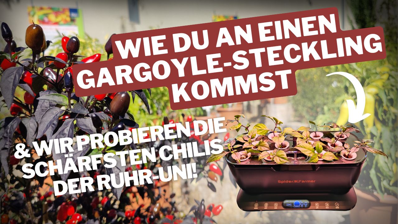 Video laden: 