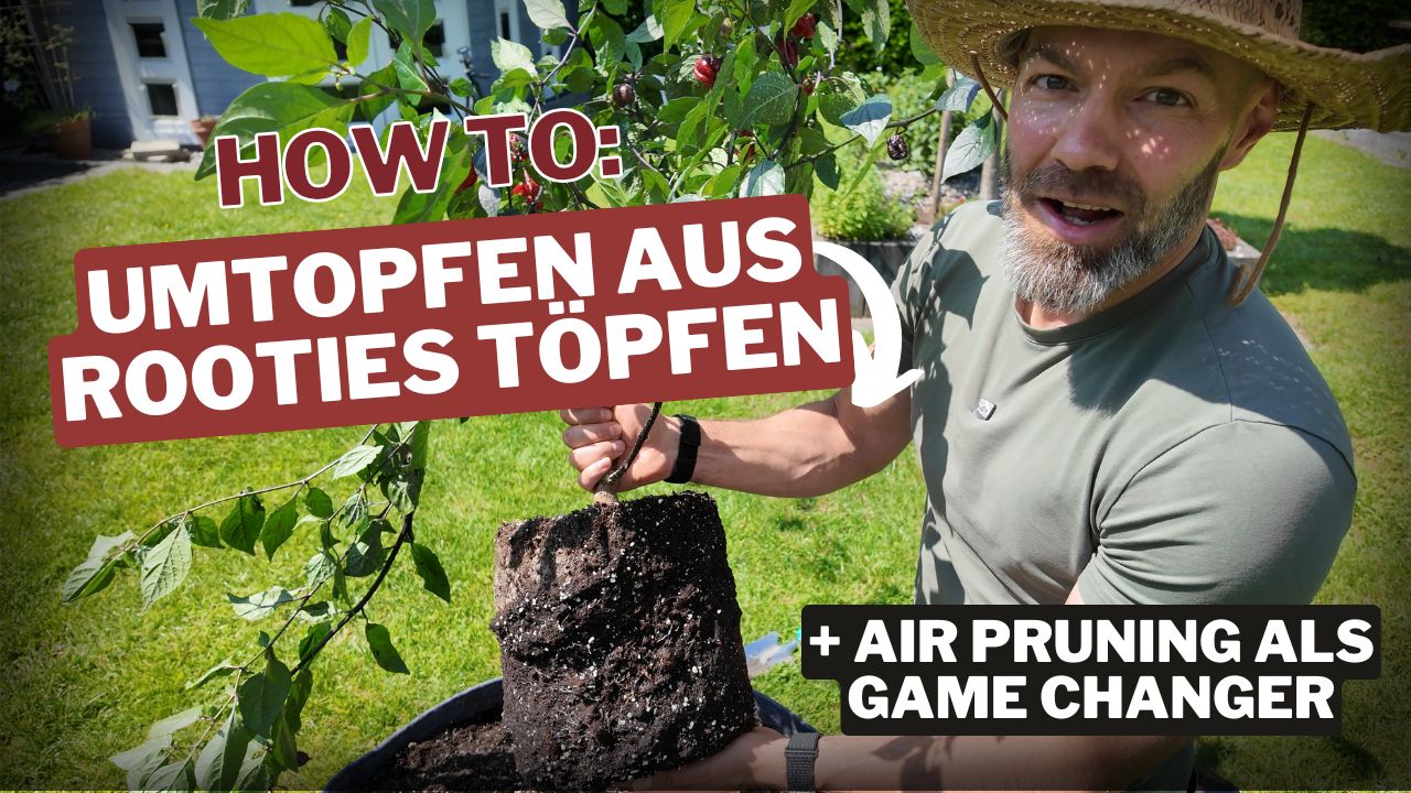 Video laden: ANleitung zum Umtopfen