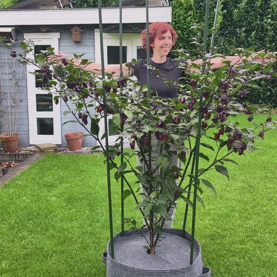 Gargoyle F3 Pflanze – Größe