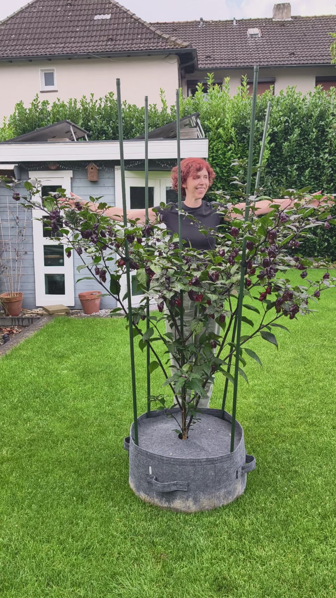 Gargoyle F3 Pflanze – Größe